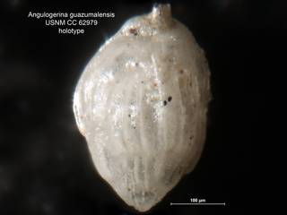 To NMNH Paleobiology Collection (Angulogerina guazumalensis CC62979 holo)