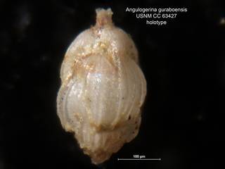 To NMNH Paleobiology Collection (Angulogerina guraboensis CC 63427 holo)