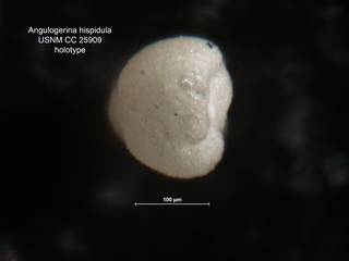To NMNH Paleobiology Collection (Angulogerina hispidula CC25909 holo ap)