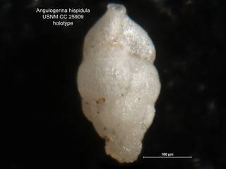 To NMNH Paleobiology Collection (Angulogerina hispidula CC25909 holo)