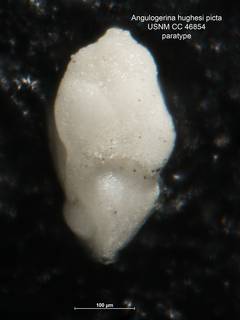 To NMNH Paleobiology Collection (Angulogerina hughesi picta CC 46854 para)