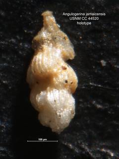 To NMNH Paleobiology Collection (Angulogerina jamaicensis CC 44520 holo)