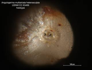 To NMNH Paleobiology Collection (Angulogerina multistriata heterosculpta CC 63489 ap)
