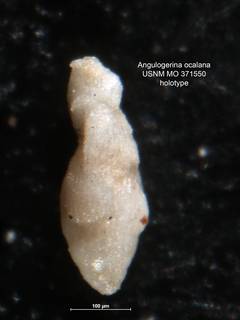To NMNH Paleobiology Collection (Angulogerina ocalana MO 371550 holo)