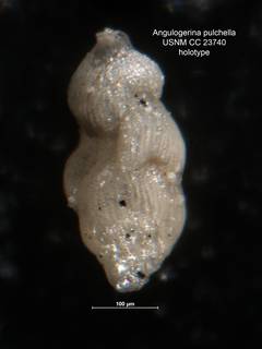 To NMNH Paleobiology Collection (Angulogerina pulchella CC 23740 holo)