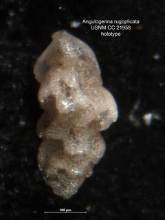 To NMNH Paleobiology Collection (Angulogerina rugoplicata CC 21958 holo)