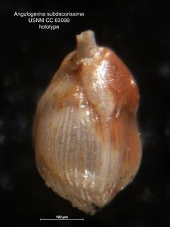 To NMNH Paleobiology Collection (Angulogerina subdecorissima CC 63099 holo)
