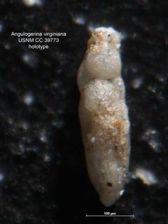To NMNH Paleobiology Collection (Angulogerina virginiana CC 39773 holo)