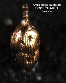 To NMNH Paleobiology Collection (Amphicoryna leurodeira holo USNM 470311)