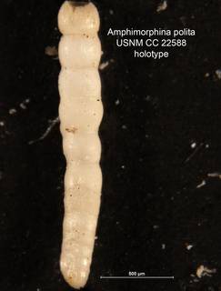 To NMNH Paleobiology Collection (Amphimorphina polita holo CC 22588)