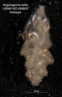 To NMNH Paleobiology Collection (Angulogerina bella holo USNM 689953)