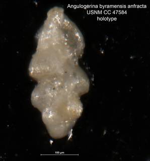 To NMNH Paleobiology Collection (Angulogerina byramensis var anfracta holo CC 47584)