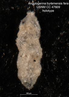 To NMNH Paleobiology Collection (Angulogerina byramensis var fera holo CC 47609)