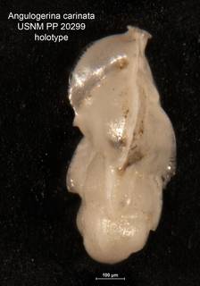 To NMNH Paleobiology Collection (Angulogerina carinata holo USNM 20299)