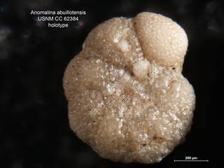 To NMNH Paleobiology Collection (Anomalina abuillotensis CC62384 holo)