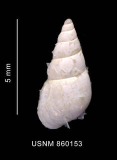 To NMNH Extant Collection (Toledonia parelata Dell, 1990 holotype shell dorsal view)