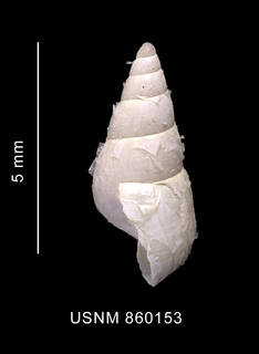 To NMNH Extant Collection (Toledonia parelata Dell, 1990 holotype shell lateral view)
