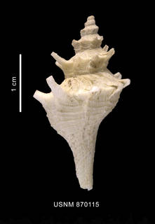 To NMNH Extant Collection (Trophon acanthodes Watson, 1881 shell dorsal view)