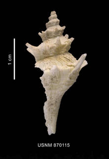 To NMNH Extant Collection (Trophon acanthodes Watson, 1881 shell lateral view)