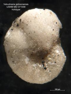 To NMNH Paleobiology Collection (Valvulineria jacksonensis MO371559 holo 2)