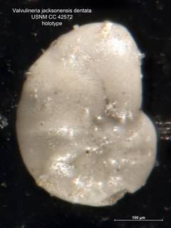 To NMNH Paleobiology Collection (Valvulineria jacksonensis var. dentata CC42572 holo 1)
