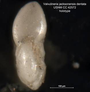 To NMNH Paleobiology Collection (Valvulineria jacksonensis var. dentata CC42572 holo 3)