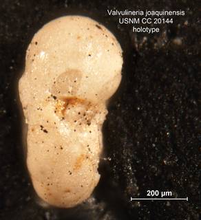 To NMNH Paleobiology Collection (Valvulineria joaquinensis CC20144 holo 3)