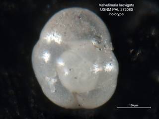 To NMNH Paleobiology Collection (Valvulineria laevigata PAL372080 holo 1)