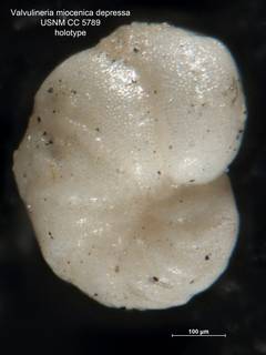 To NMNH Paleobiology Collection (Valvulineria miocenica var. depressa CC5789 holo 1)