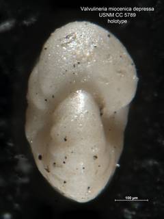 To NMNH Paleobiology Collection (Valvulineria miocenica var. depressa CC5789 holo 3)