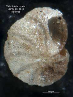 To NMNH Paleobiology Collection (Valvulineria ornata CC5810 holo 1)