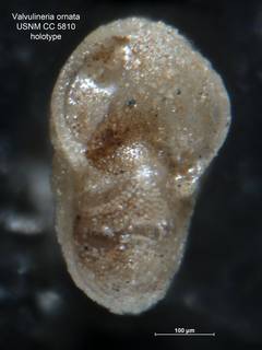 To NMNH Paleobiology Collection (Valvulineria ornata CC5810 holo 3)