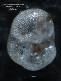 To NMNH Paleobiology Collection (Valvulineria paucilocula CC21960 holo 2)