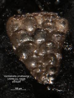 To NMNH Paleobiology Collection (Ventilabrella ornatissima CC10038 para 1)