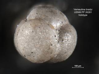 To NMNH Paleobiology Collection (Verneuilina bradyi PP26281 holo 1)