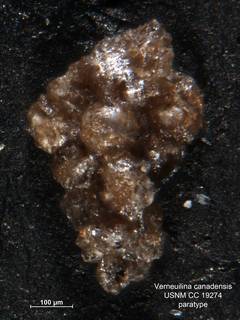 To NMNH Paleobiology Collection (Verneuilina canadensis CC19274 para1)