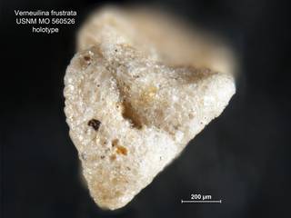 To NMNH Paleobiology Collection (Verneuilina frustrata MO560526 holo 2)