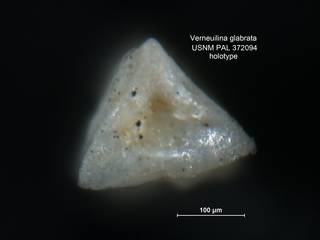 To NMNH Paleobiology Collection (Verneuilina glabrata USNM372094 para 2)