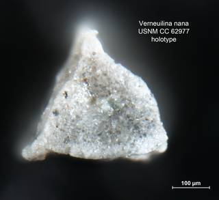 To NMNH Paleobiology Collection (Verneuilina nana CC62977 holo 2)
