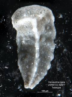 To NMNH Paleobiology Collection (Verneuilina nana CC62977 holo 1)