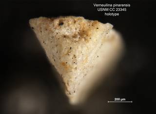 To NMNH Paleobiology Collection (Verneuilina pinarensis CC23345 holo 2)