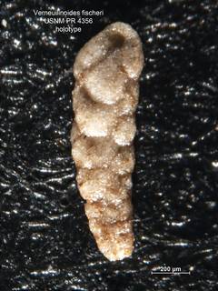 To NMNH Paleobiology Collection (Verneuilinoides fischeri PR4356 holo 1)