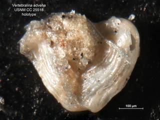 To NMNH Paleobiology Collection (Vertebralina advena CC25518 holo 2)