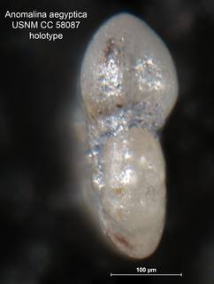 To NMNH Paleobiology Collection (Anomalina aegyptiaca CC 58087 holo2)