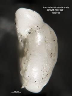 To NMNH Paleobiology Collection (Anomalina almendarensis CC 23421 holo 2)