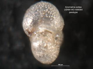 To NMNH Paleobiology Collection (Anomalina aotea MO 689064 para 2)