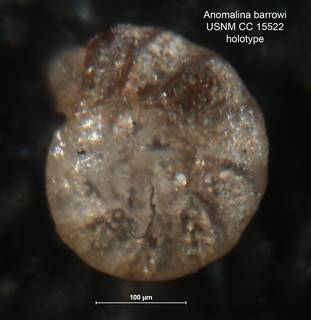 To NMNH Paleobiology Collection (Anomalina barrowi CC15522 holo1)