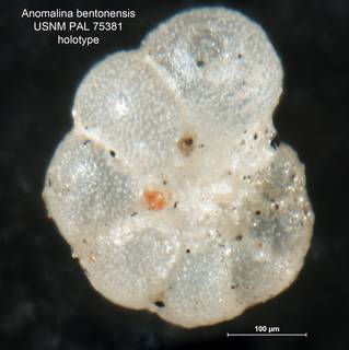 To NMNH Paleobiology Collection (Anomalina bentonensis 75381 holo1)