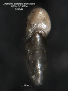 To NMNH Paleobiology Collection (Anomalina bilateralis anahuacana CC 43256 holo 3)
