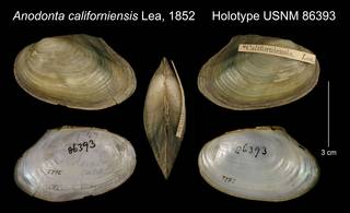 To NMNH Extant Collection (Anodonta californiensis Lea, 1852     Holotype USNM 86393)